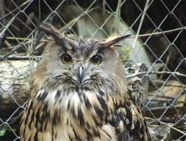 An Eagle Owl at the Combe Martin Wildlife & Dinosaur Park